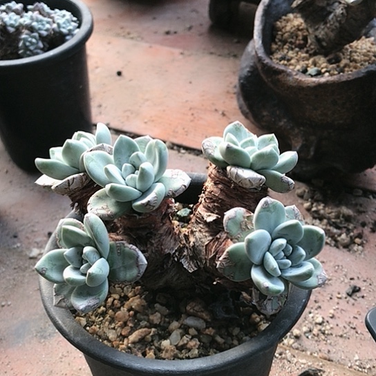 厚叶大花朵仙女棒杯