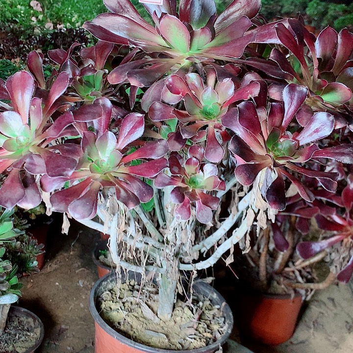 ，***圆叶多肉植物法师21