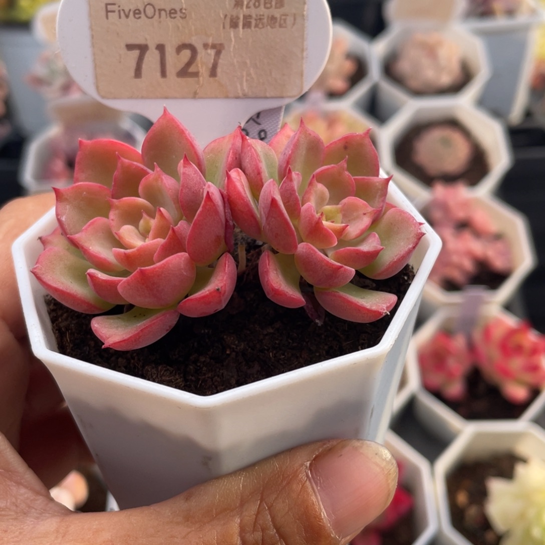 高贵7127-5.5厘米