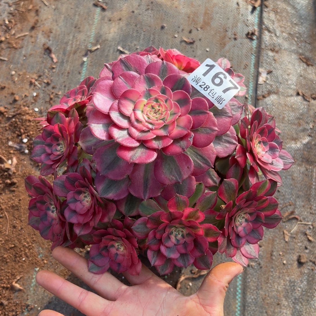 多肉植物167荔枝的