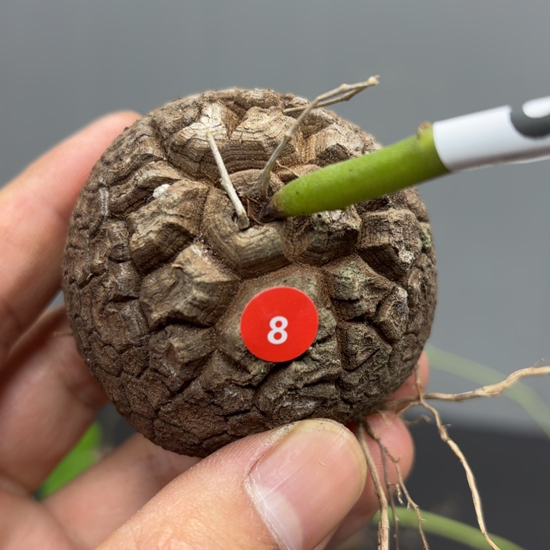 龟甲龙脱土发货很好长根