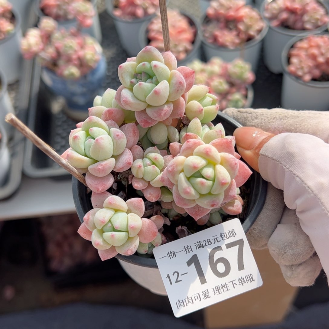 粉香水多肉多肉多肉多肉