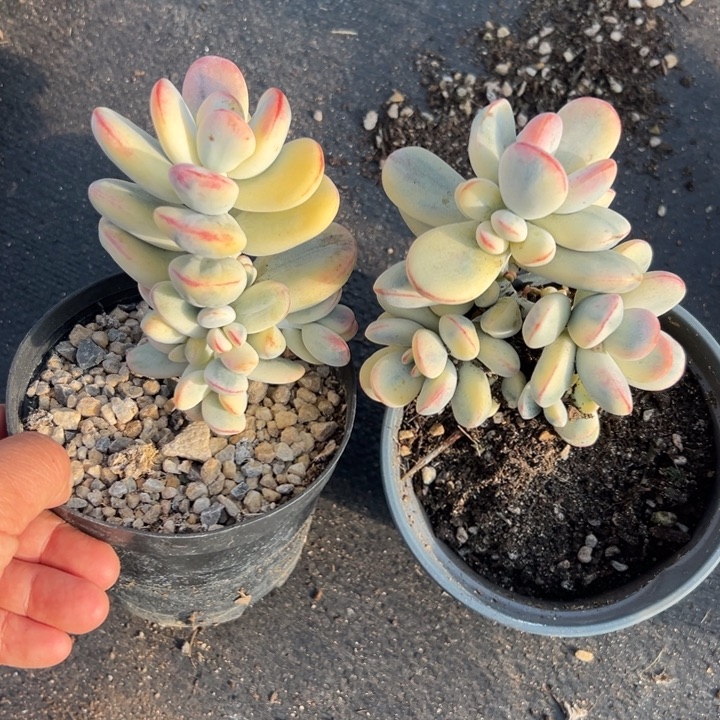 无花朵126号福娘锦两个无砍