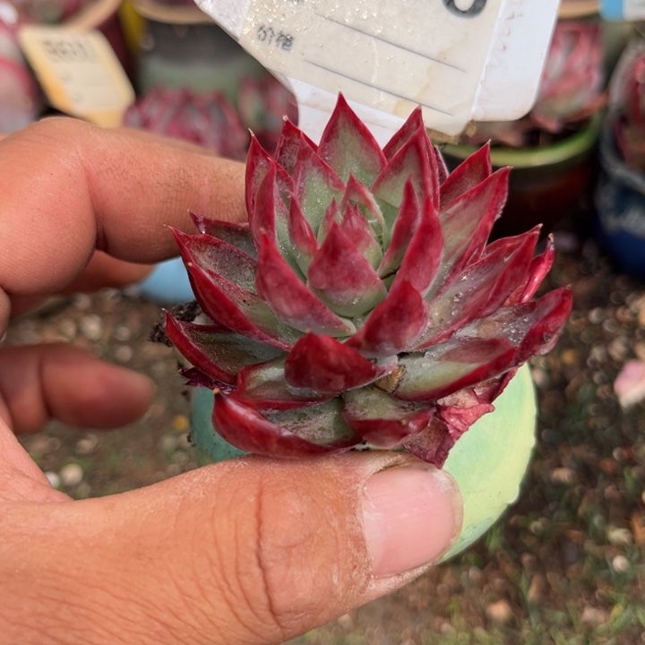 惊鸿一瞥760号多肉植物