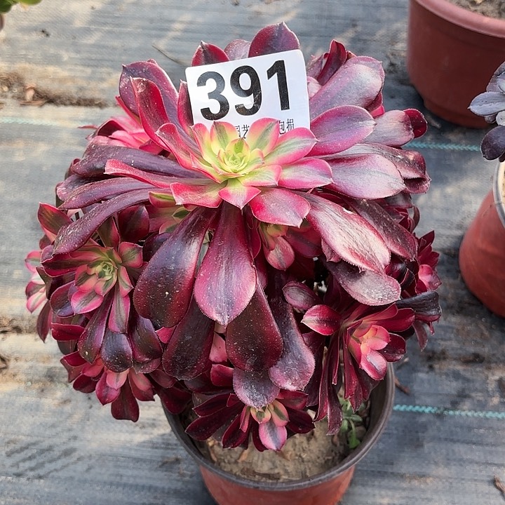 【闪购商品】柳**明391美杜莎2-14