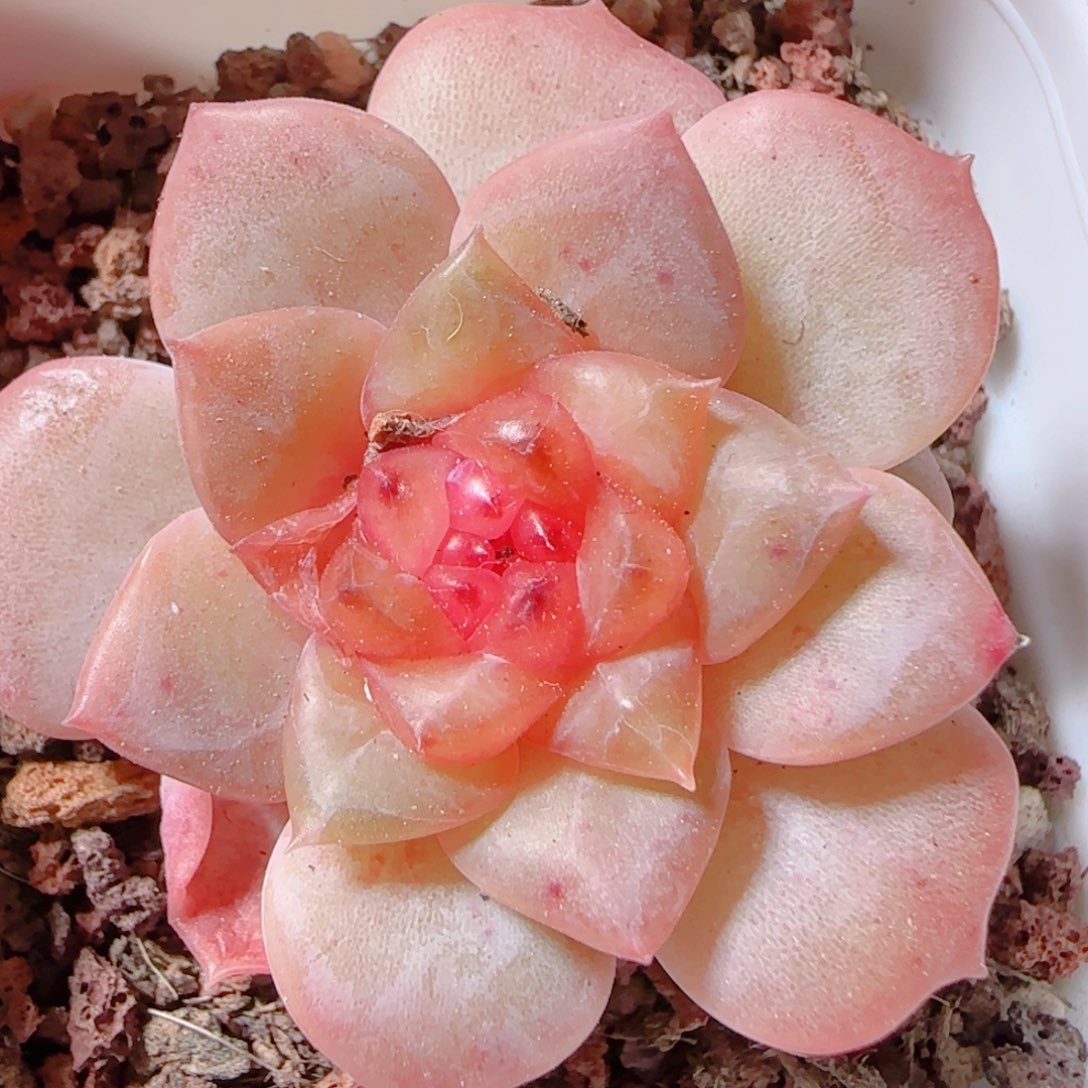 花语逸镜1113-108消耗