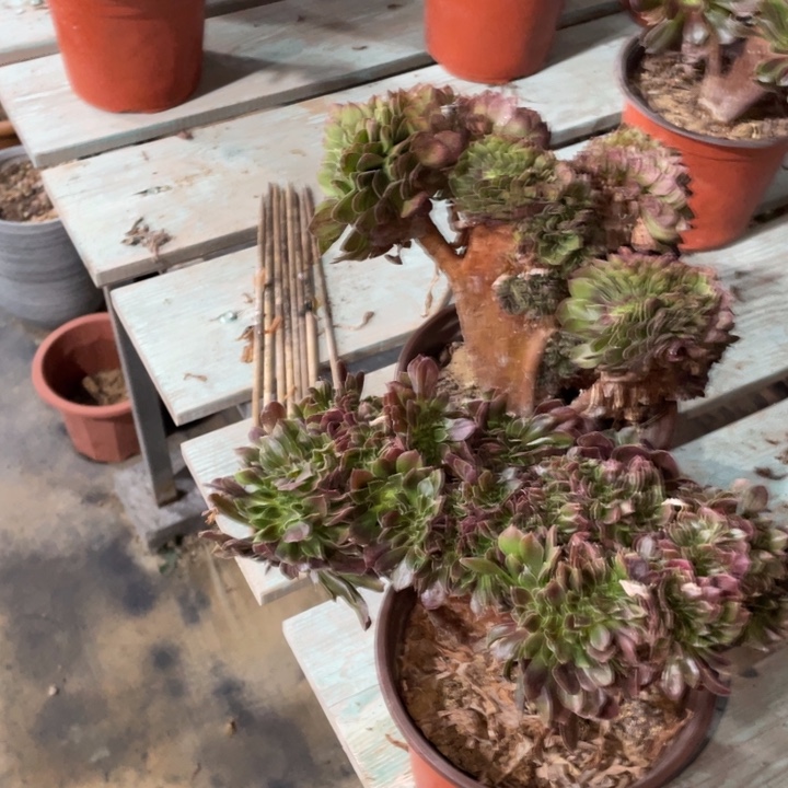 壹****?新年快乐 两颗法师缀化