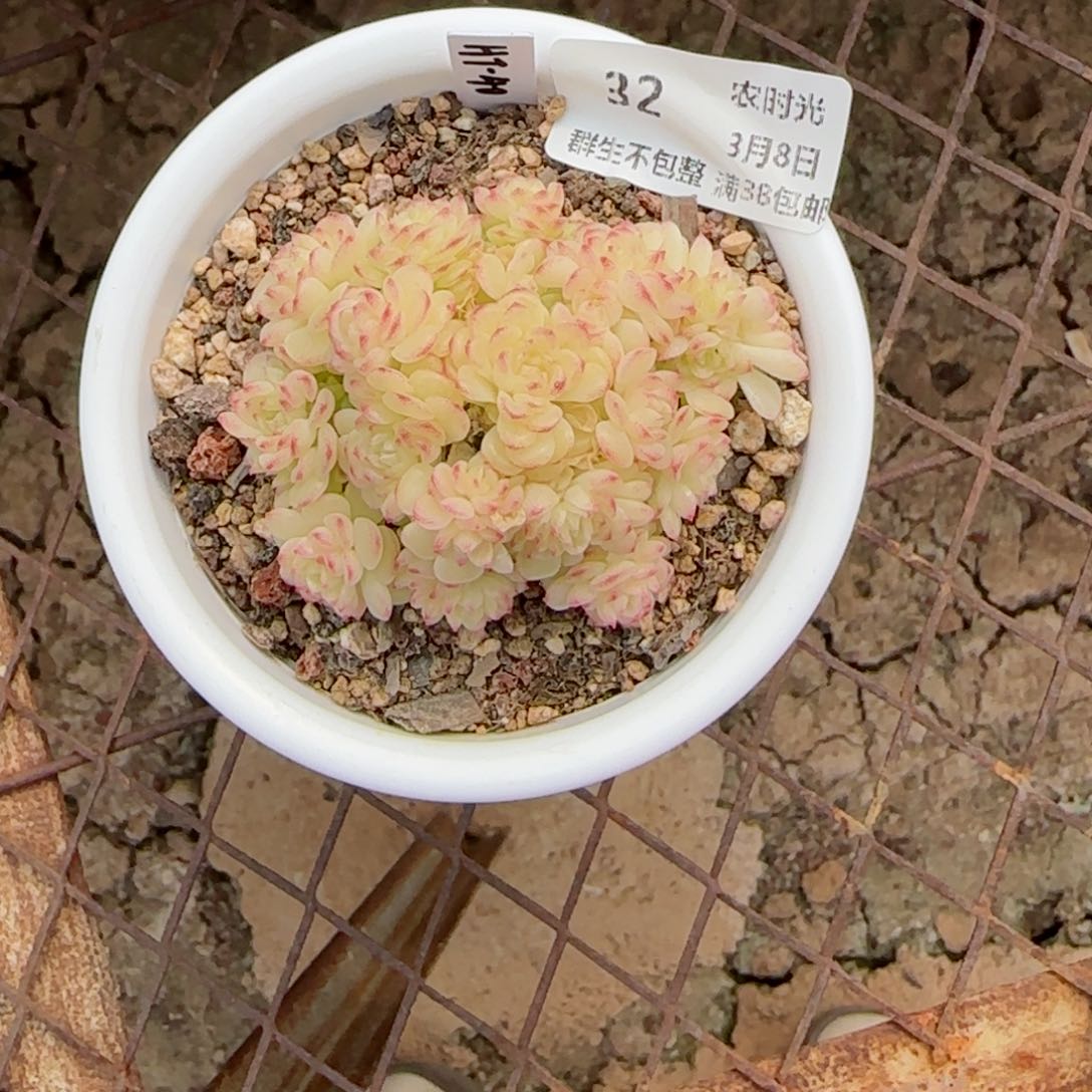 M***e【闪购商品】0308-32（ht-40）