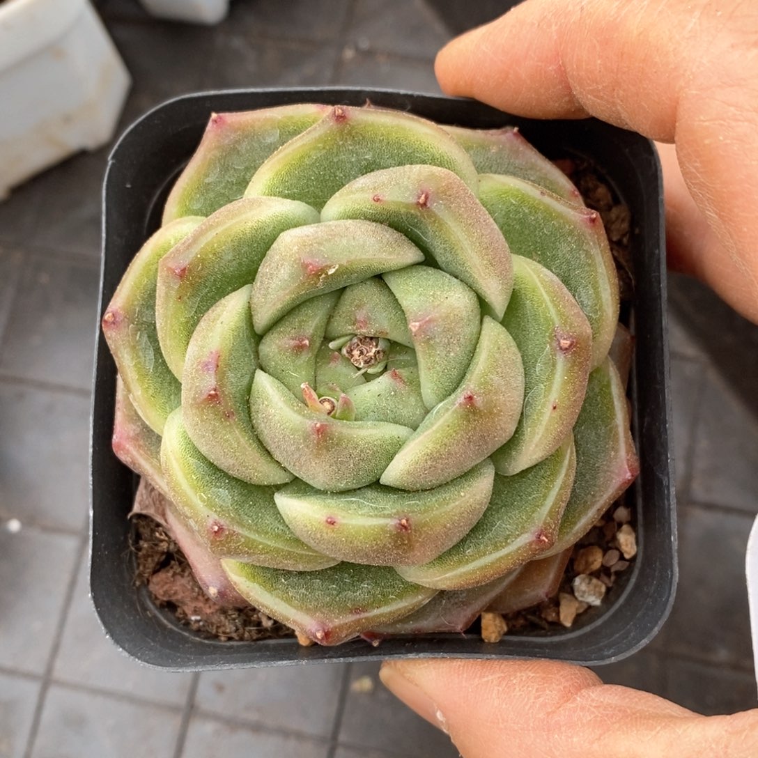 精品多肉一物一拍不包整101