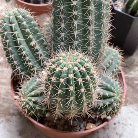 毛花柱仙人球10米