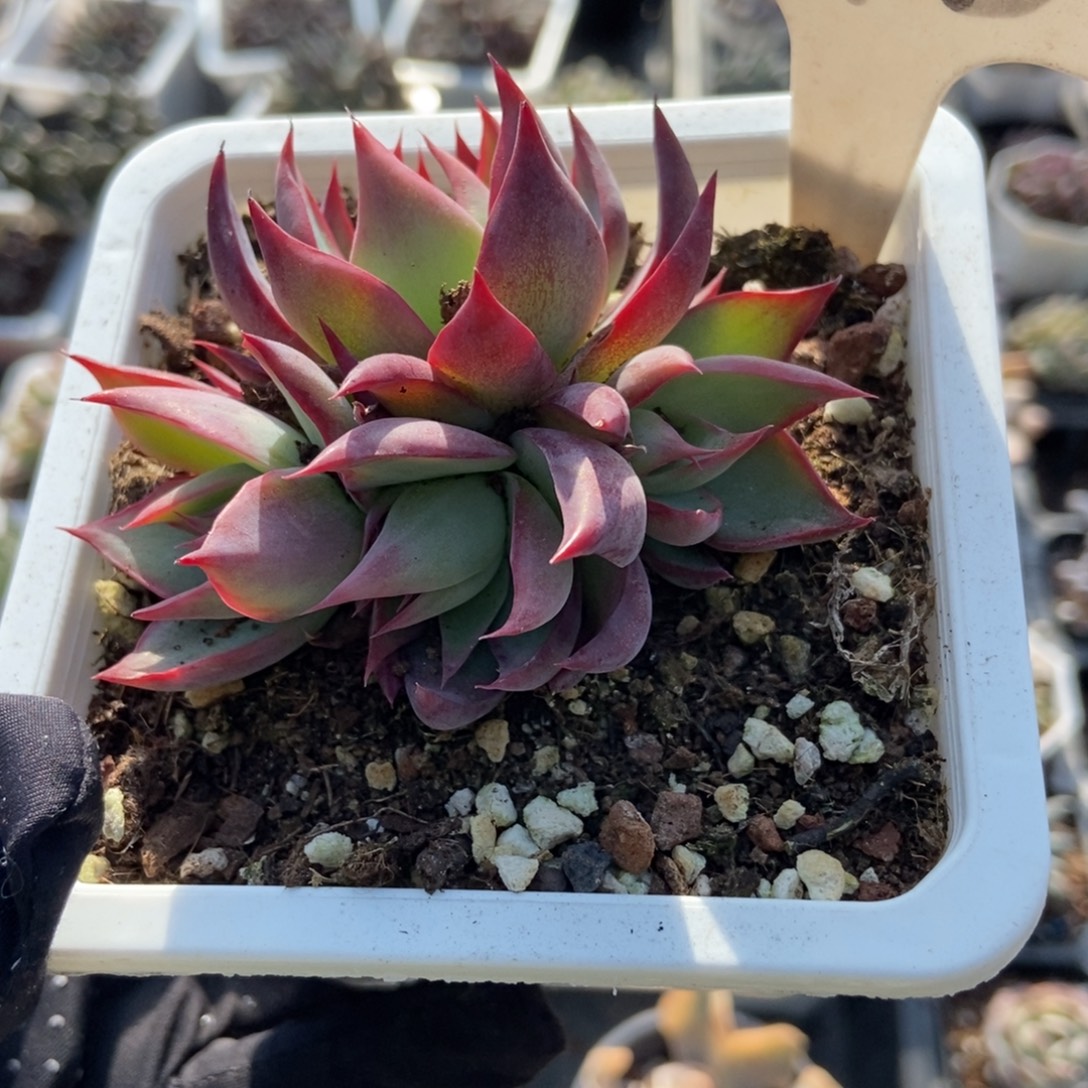 948惊鸿 仙子多肉