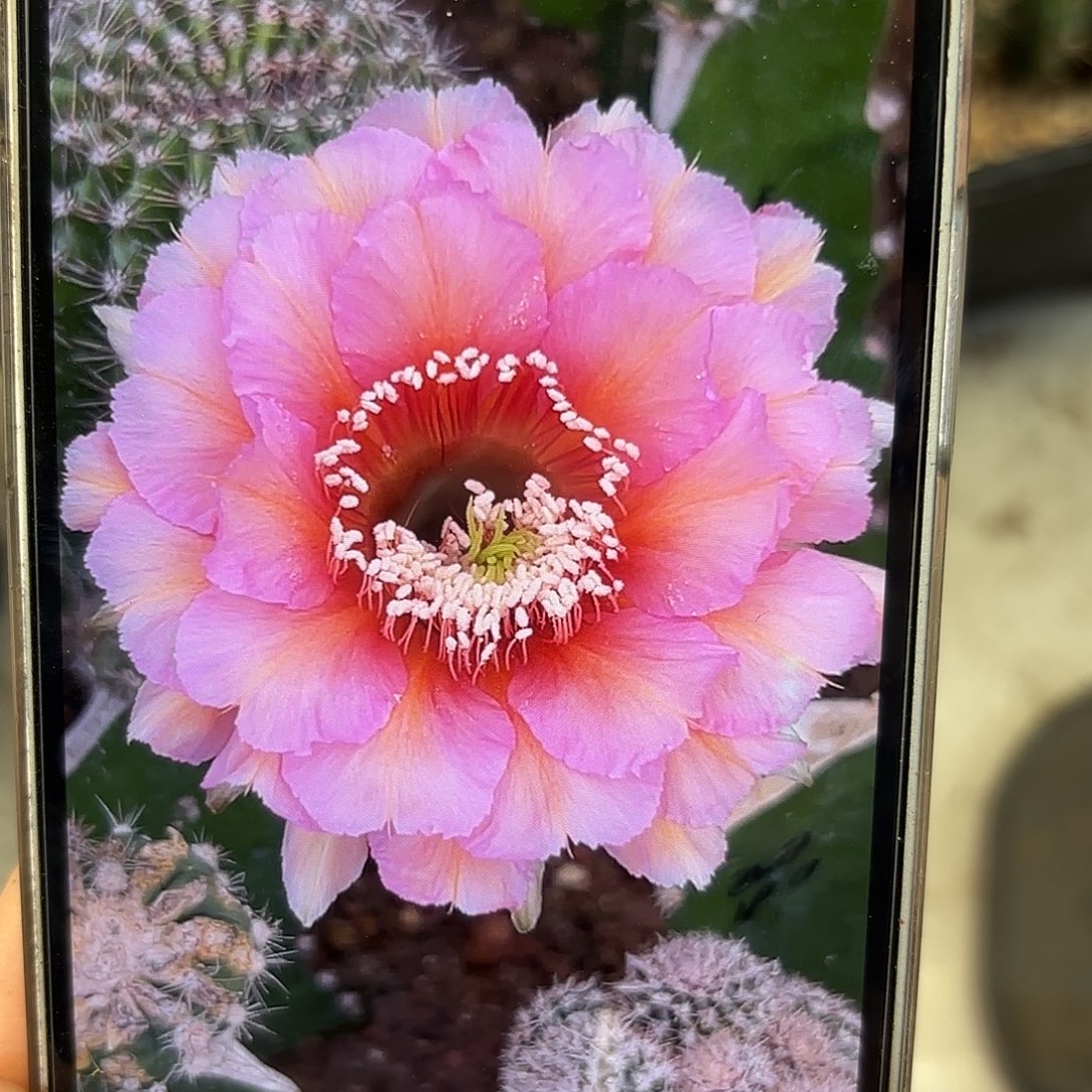 彩草2420侧牙5.5-6公分左右