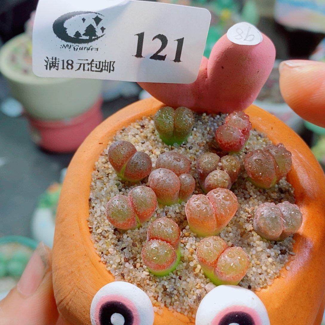 生石花花花花花花花花121