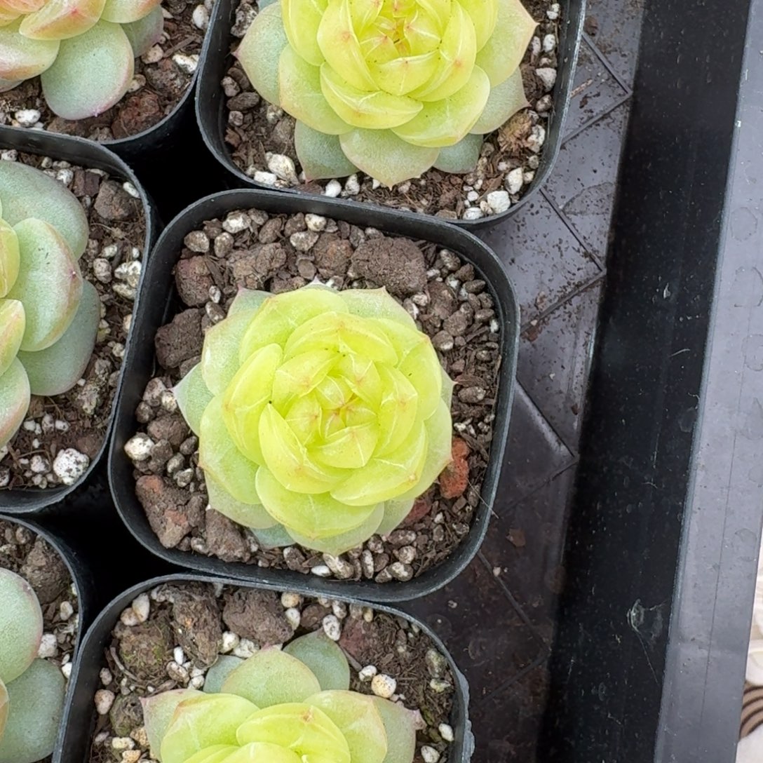 1222-028-3013柠檬一颗量拍