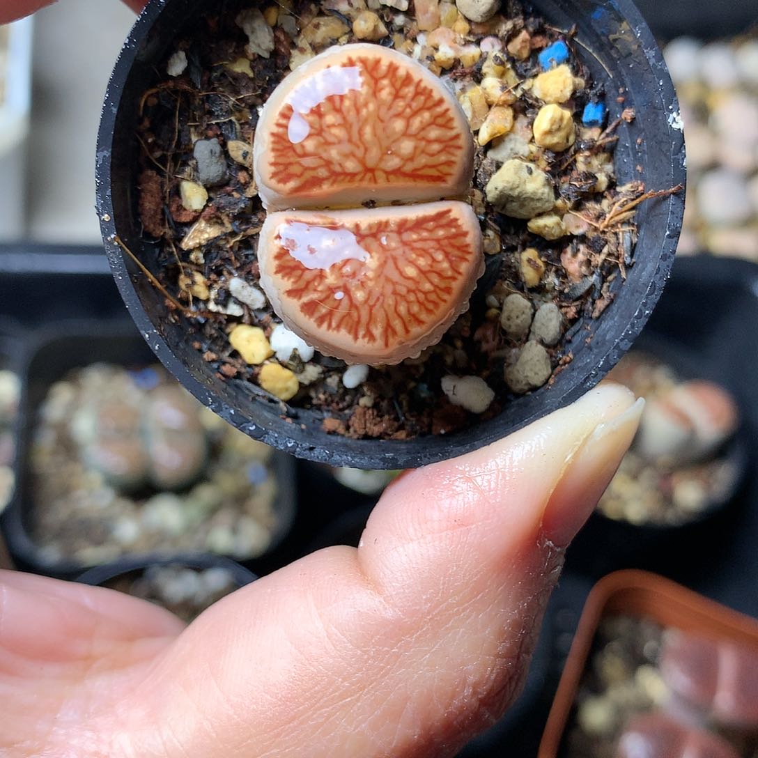 T229多肉植物保护