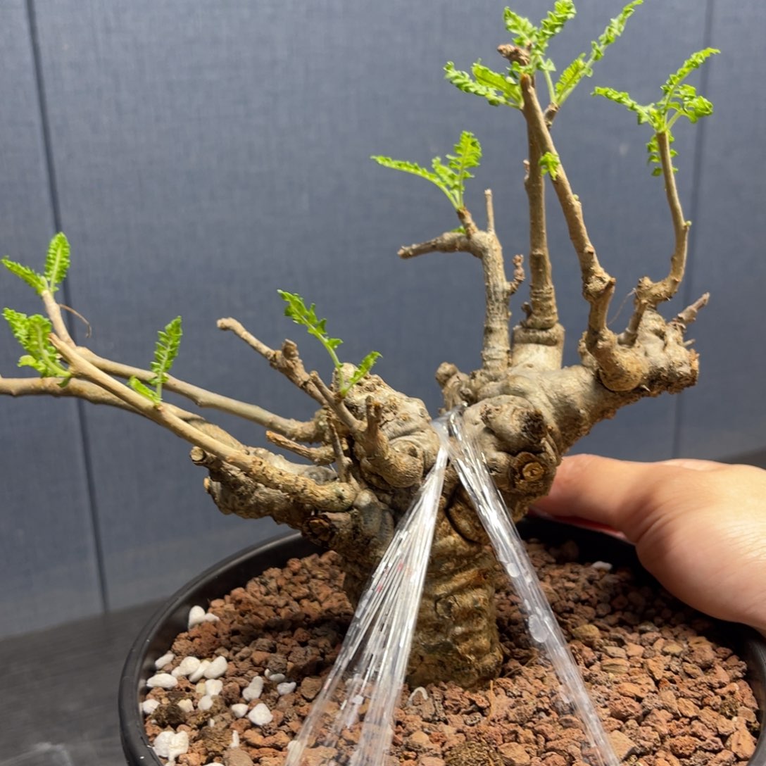 尼勒达乳香产地熟桩