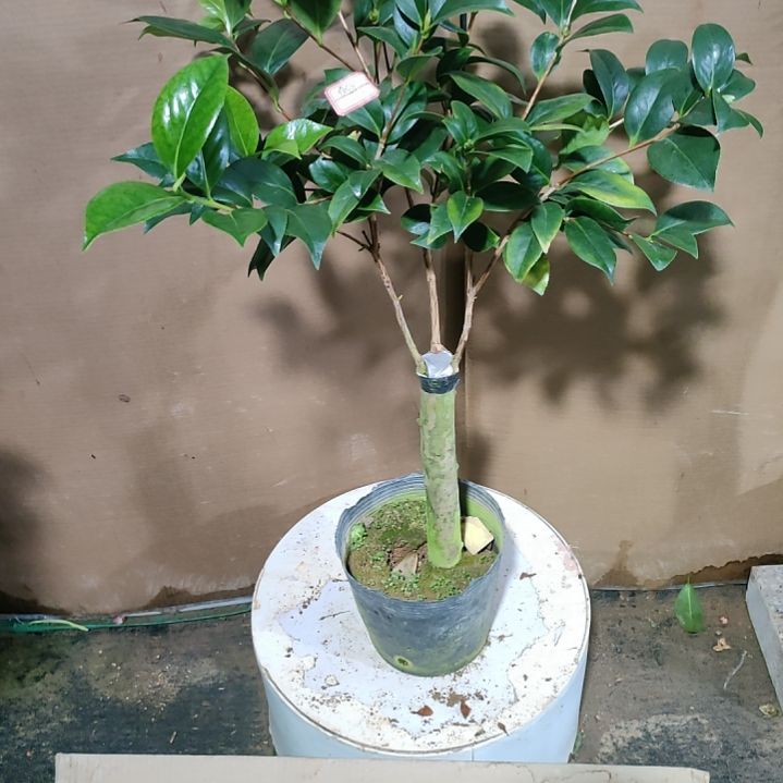 67白仙，原盆原土发货，不包邮