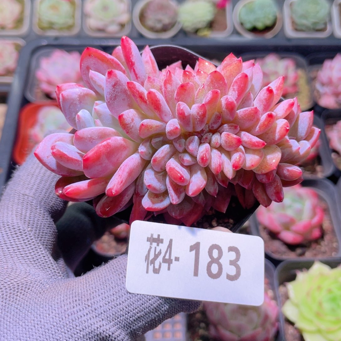 花利美4-183橙梦露缀化