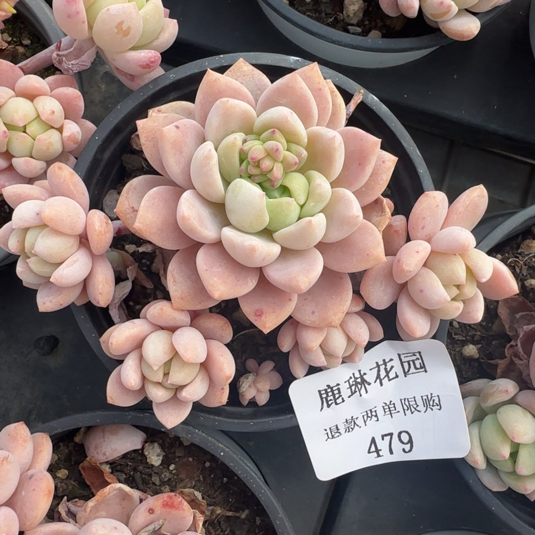 多肉很小看清楚下单拒绝非品质售后479
