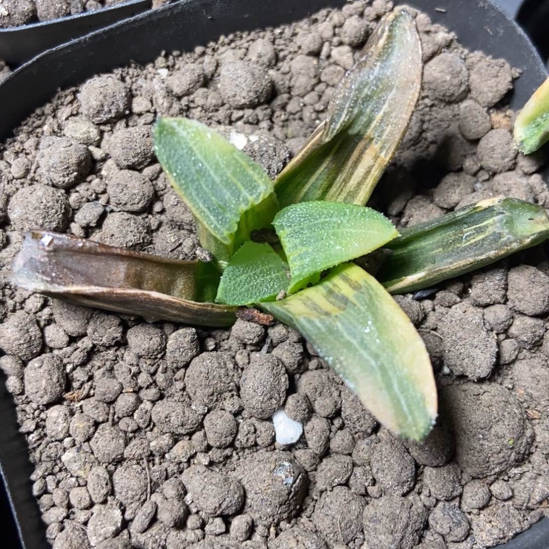 是是是是是是是是是寿