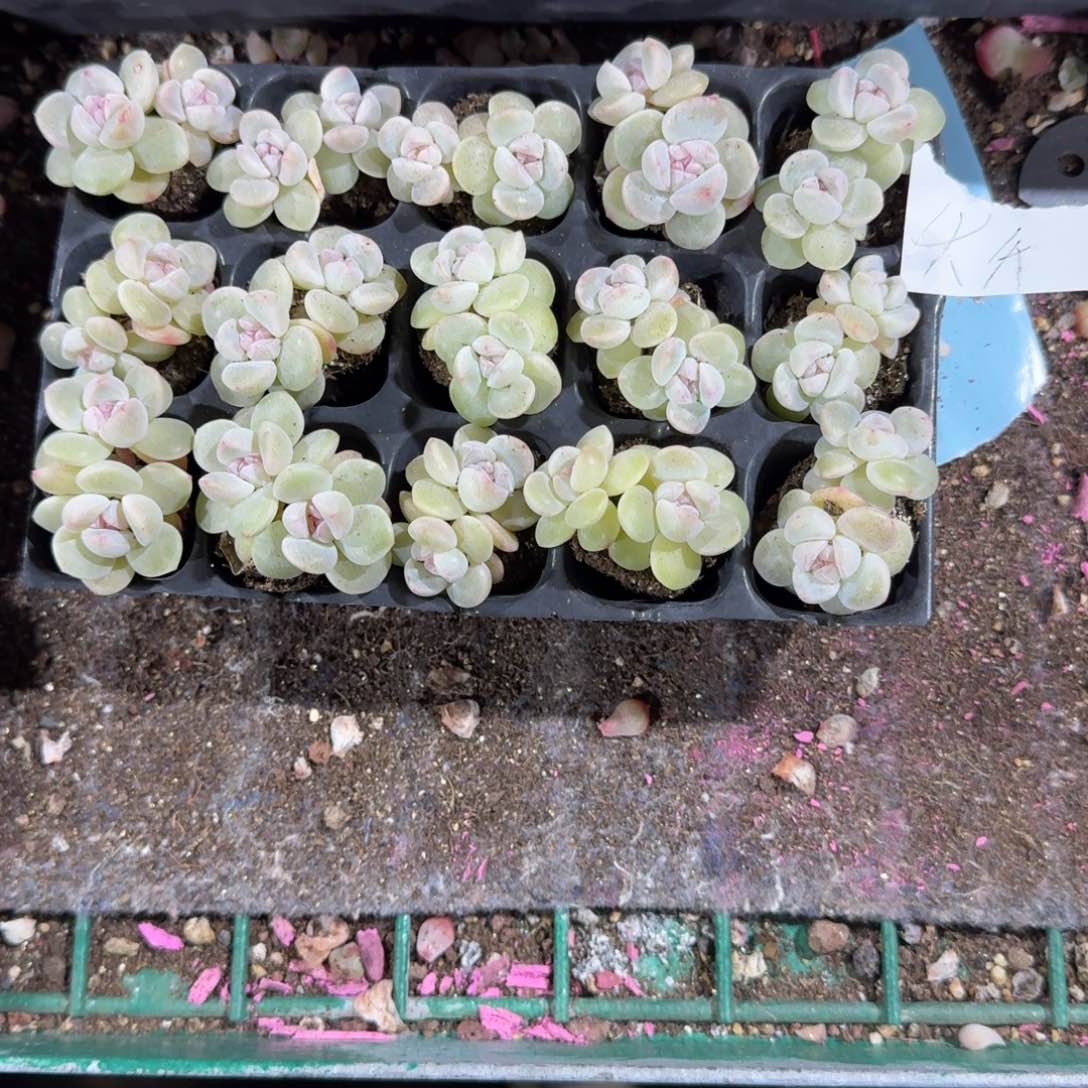 夭夭一物一拍专拍