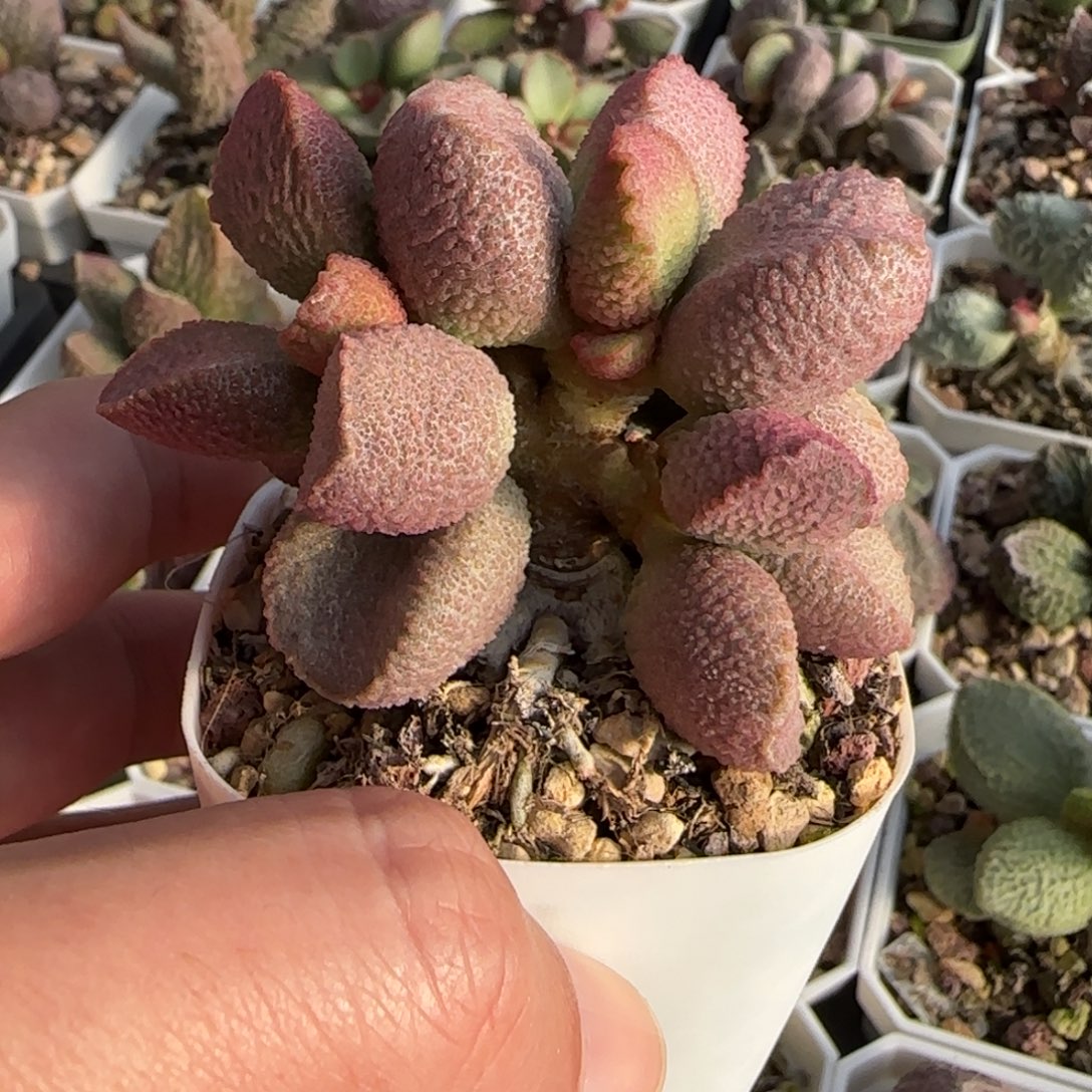玉环水泡多肉植物