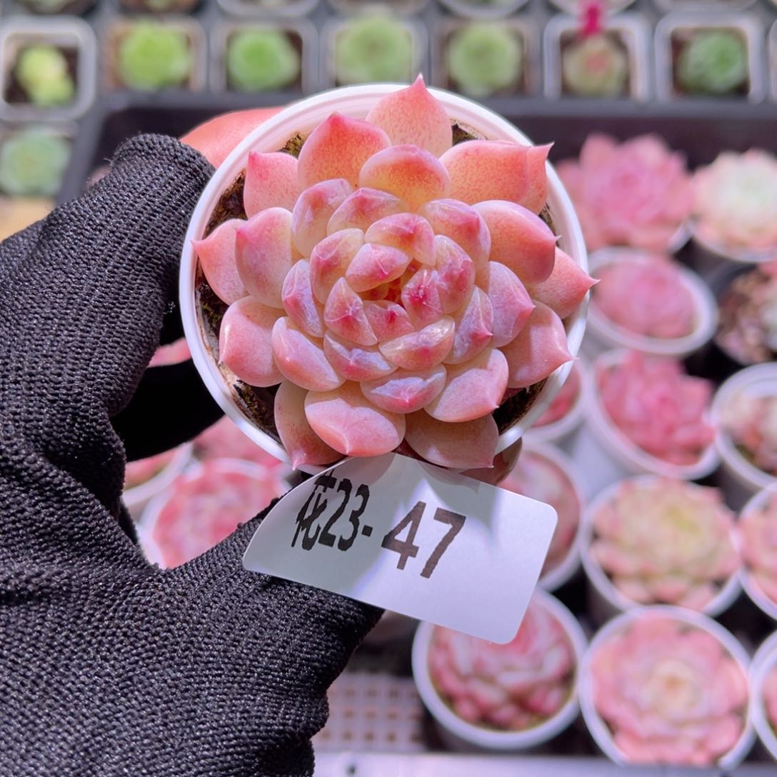 花23-47秘境冰魄