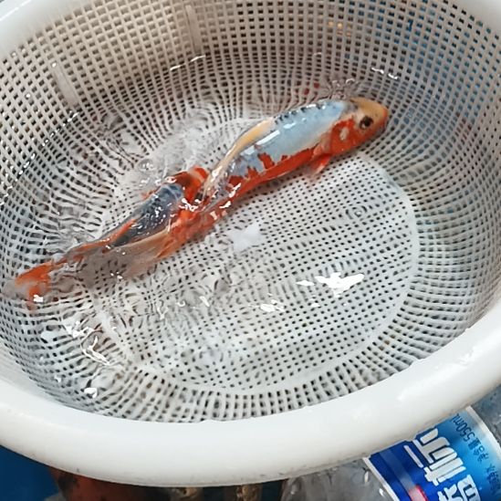 海水锦鲤冷水鱼好养耐活