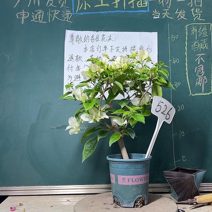 全部花苞  口红  526