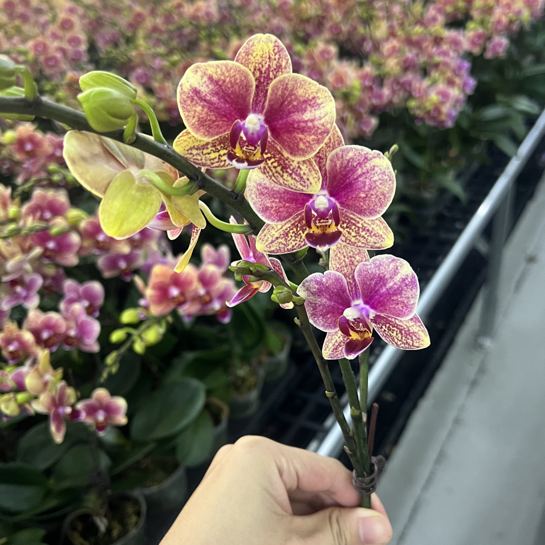 玲泷优选（金蝶3-3）蝴蝶兰花期长好养护