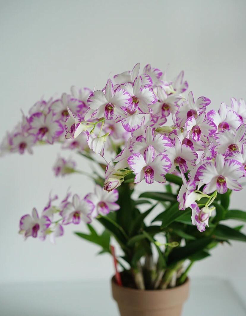 泼墨3枝石斛兰盆栽花期长室内外阳台客厅好养多年生开花机器石斛