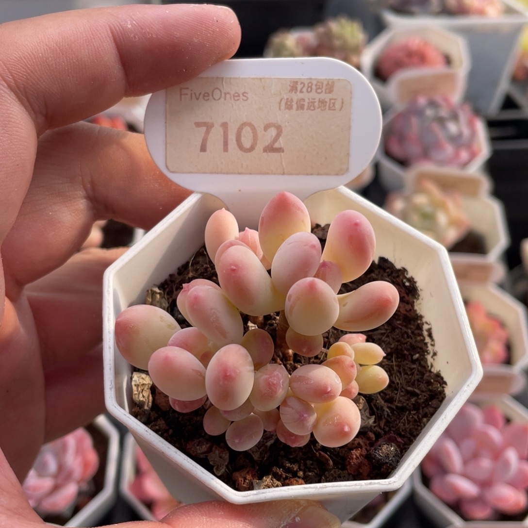 苹果奶7102-5厘米