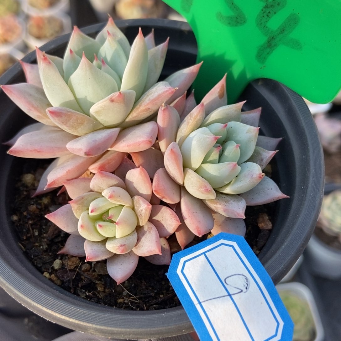 754粉蓝鸟多肉植物百科