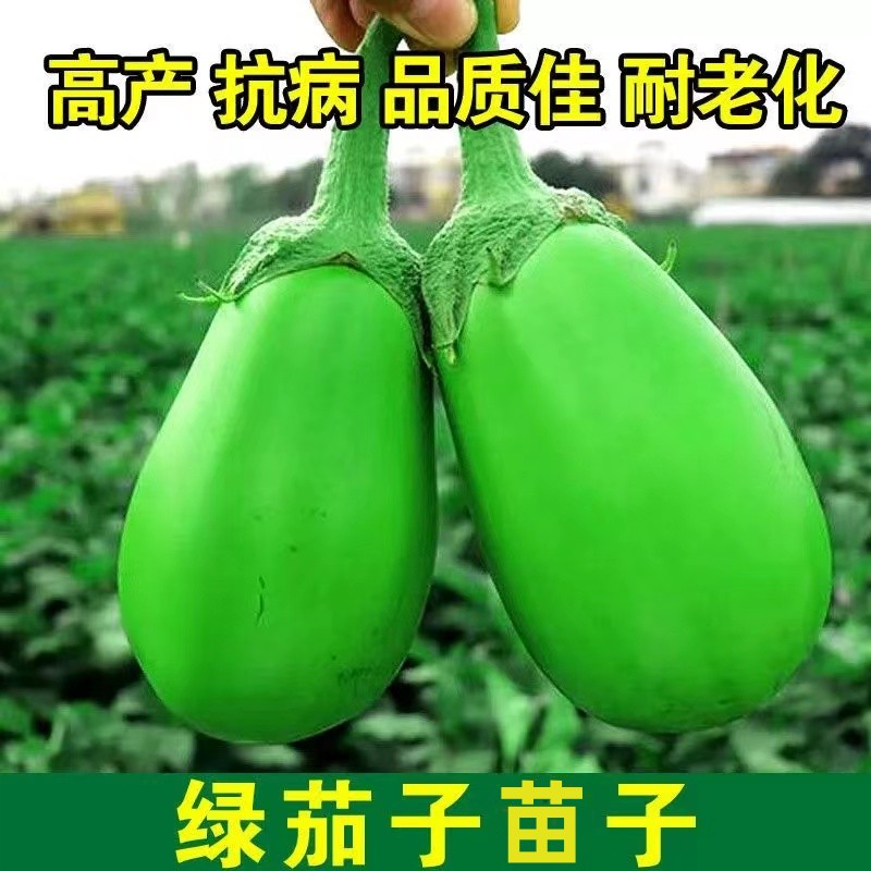 （拍2发3）绿圆茄种苗四季蔬菜蔬菜秧苗高产优质茄子种苗穴盘苗