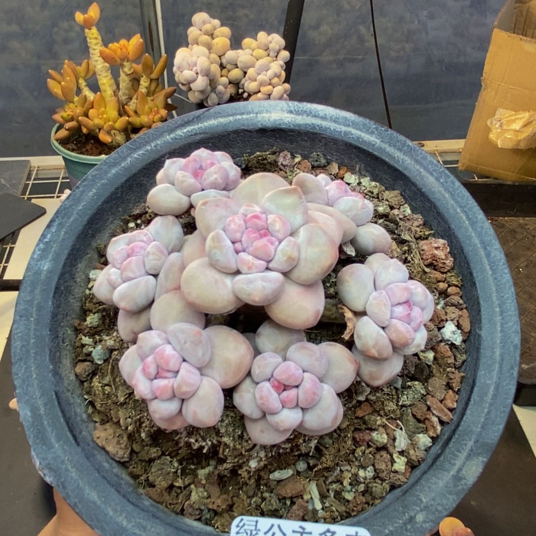 021香水多肉肉9cm