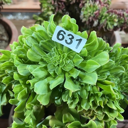 请***谢多肉植物一个琉璃