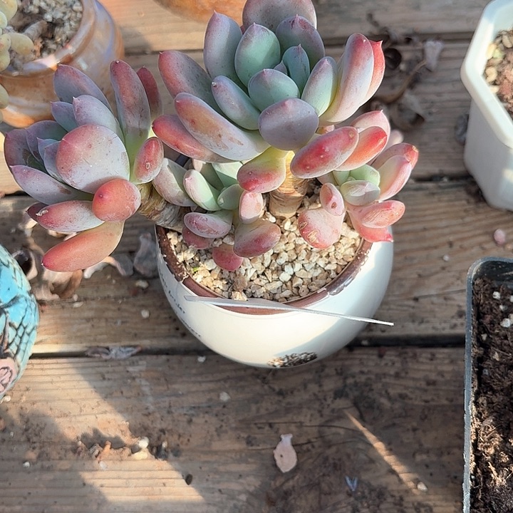 星***天z g z d hui 470