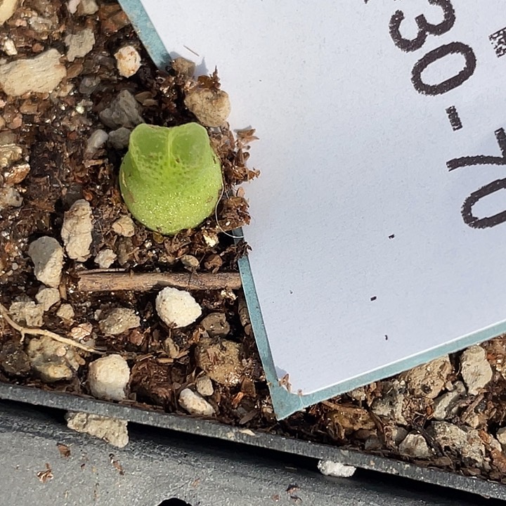 30-70保龄球多肉植物