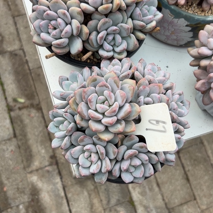 紫***兮多肉植物一物一拍
