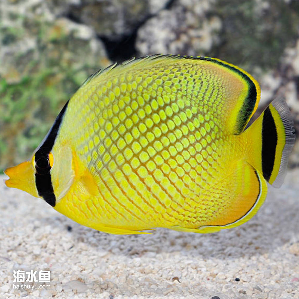 进口网蝶 海水鱼活体