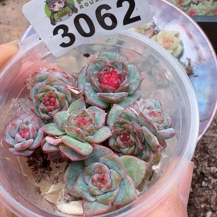 多肉植物多肉植物