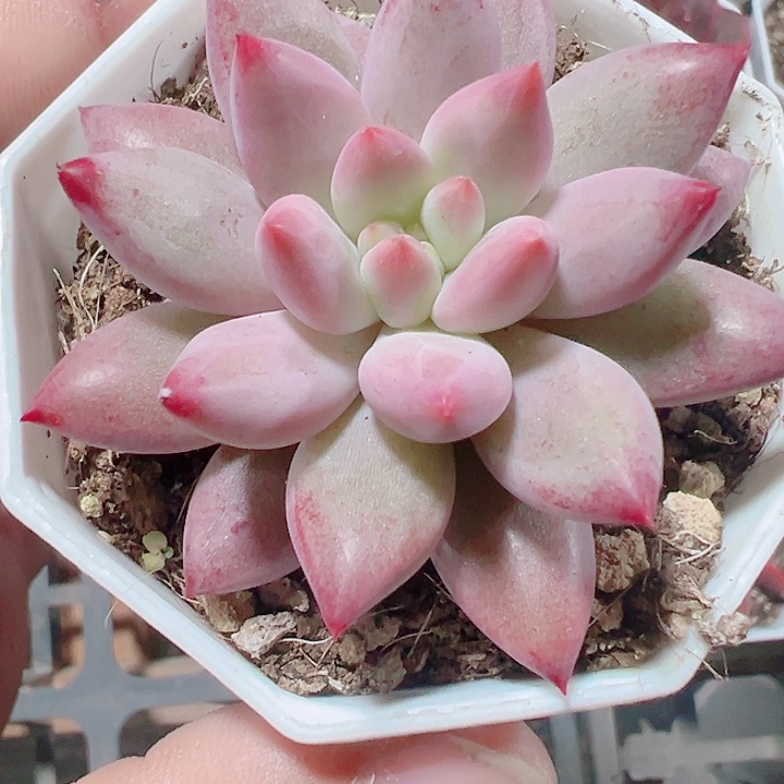 虞美人精品多肉植物大战