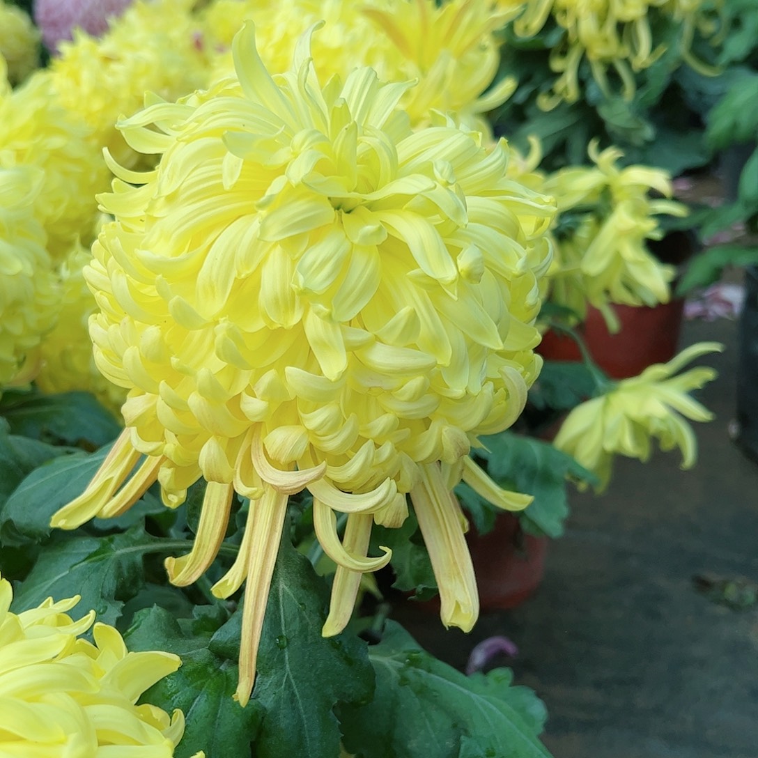 完全开放黄色独本垂母本不不售后