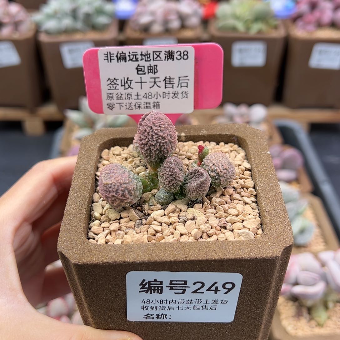 香*249实生多肉植物