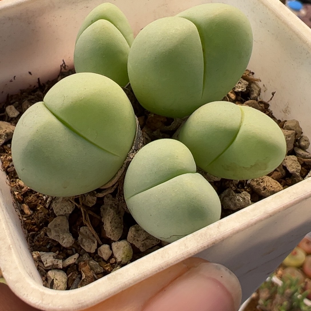 125多肉植物种类多样