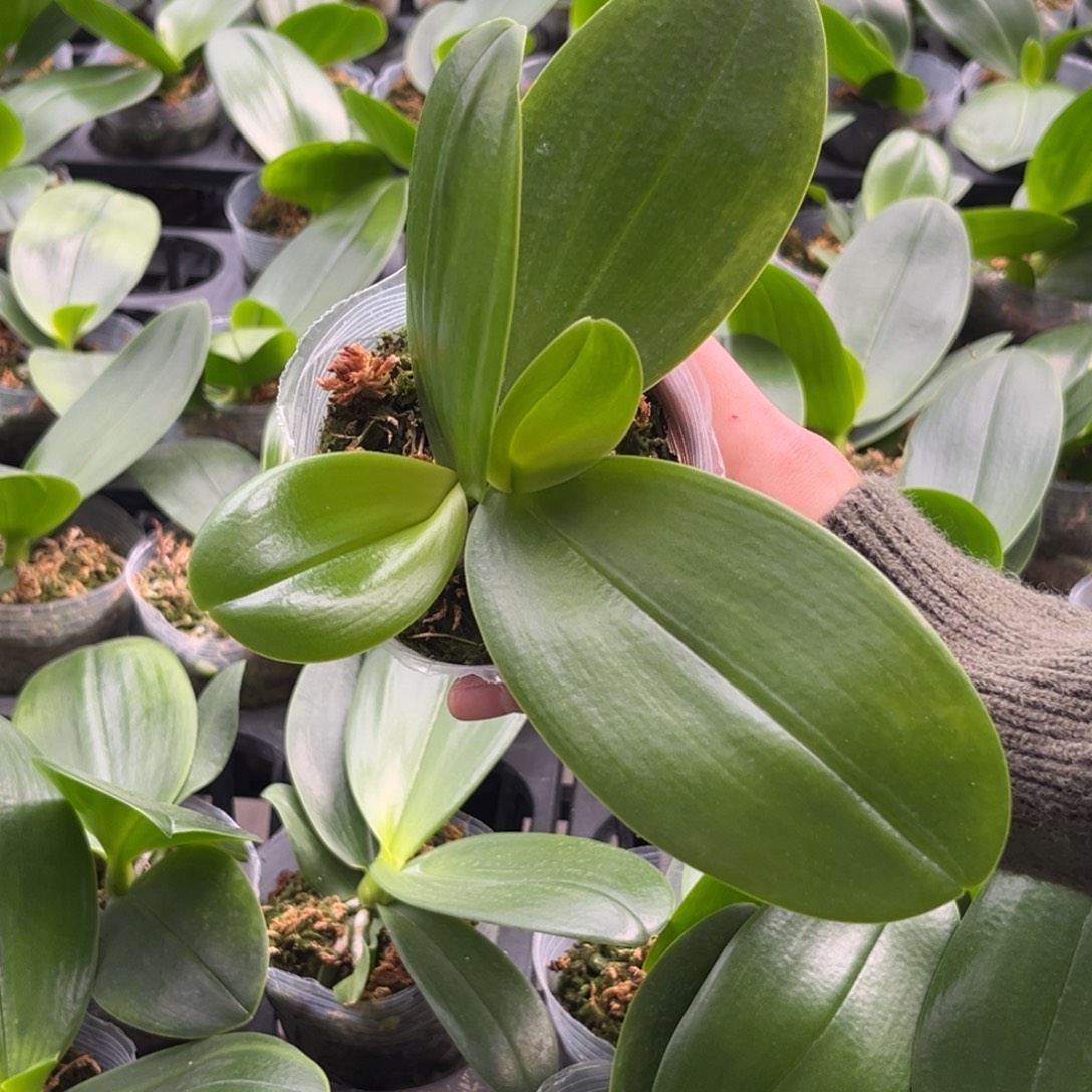 无花朵2.8寸雪花贝苗