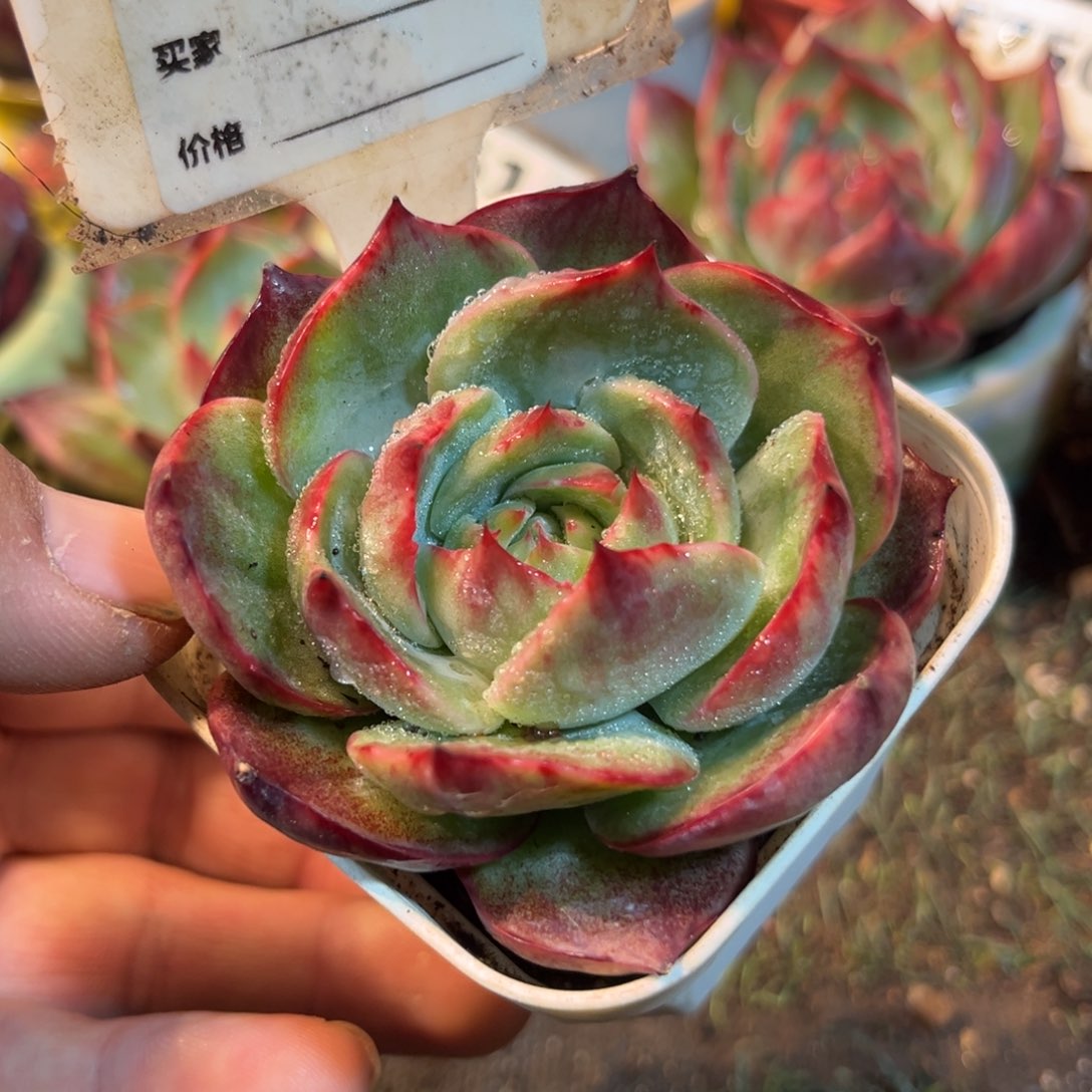 惊鸿一瞥881号多肉