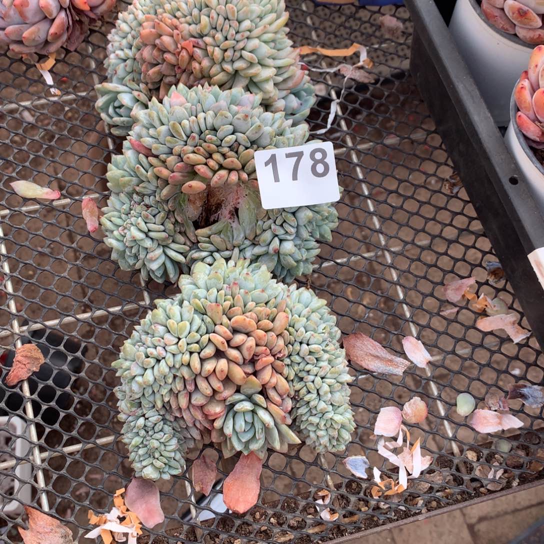 蕾*178橙子多肉植物组合