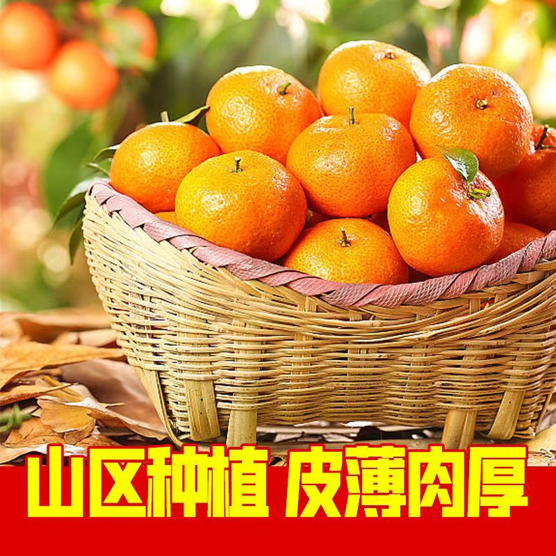 广西砂糖橘皮薄多汁无籽无酸金秋砂糖橘小橘子现摘产地直发