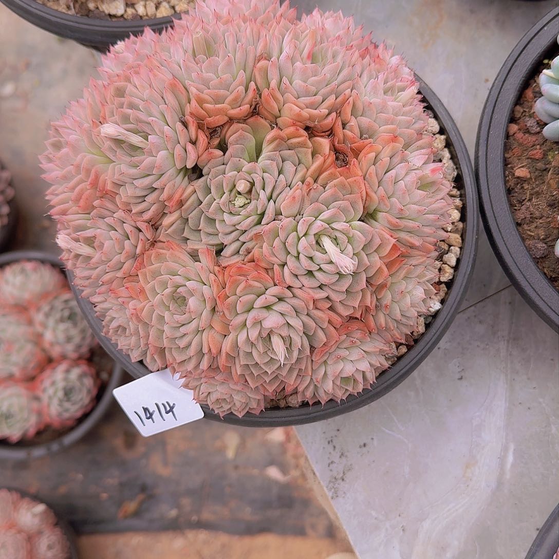 阿****)1414洞庭多肉植物